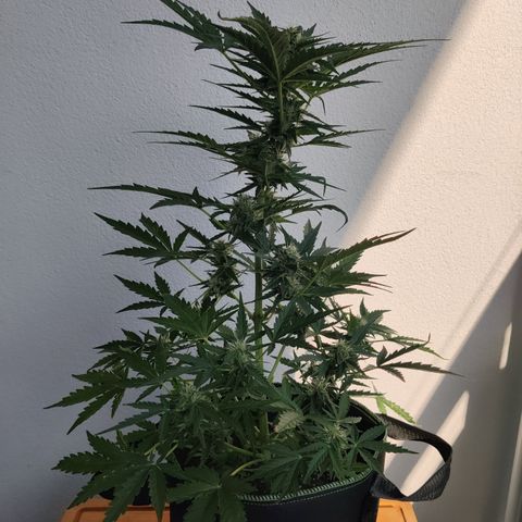 Sagata growlog timeline photo