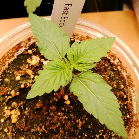Edith growlog timeline photo