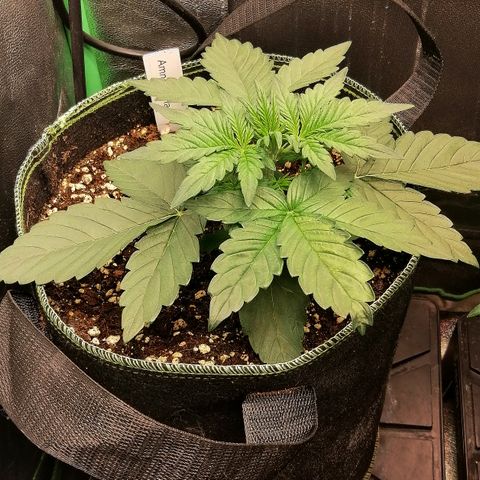 Justine growlog timeline photo