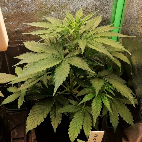 Ankhiale growlog timeline photo