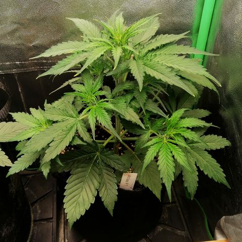 Ankhiale growlog timeline photo