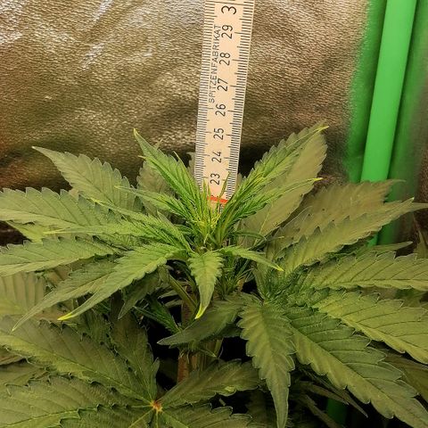 Ankhiale growlog timeline photo