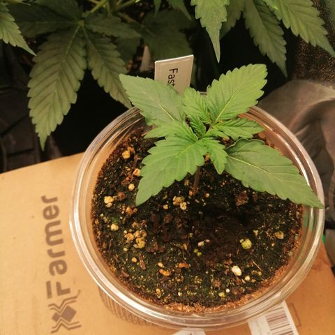 Edith growlog timeline photo