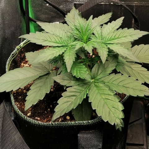 Justine growlog timeline photo