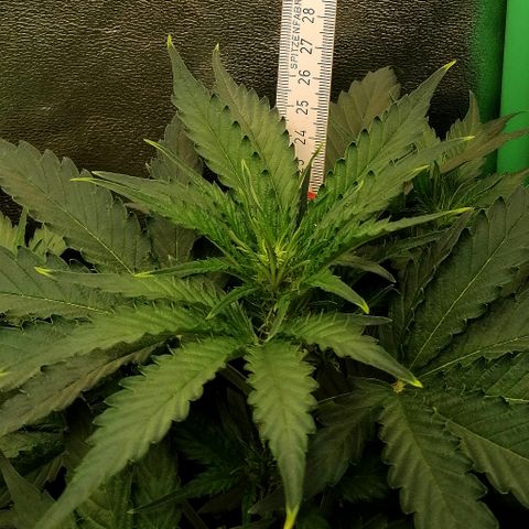 Ankhiale growlog timeline photo