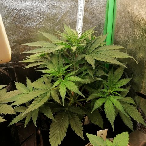 Ankhiale growlog timeline photo