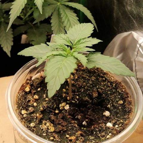 Edith growlog timeline photo