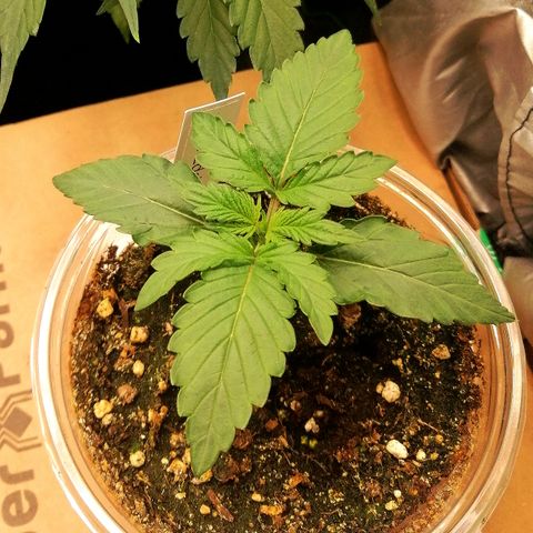 Edith growlog timeline photo