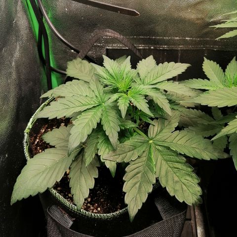 Justine growlog timeline photo