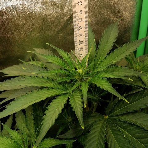 Ankhiale growlog timeline photo