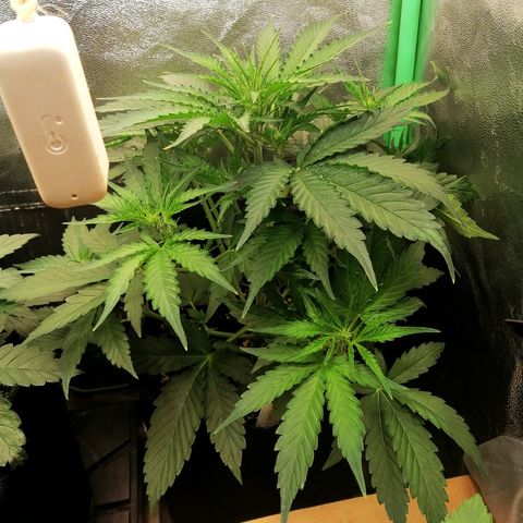 Ankhiale growlog timeline photo