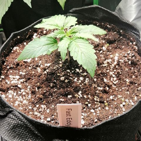 Edith growlog timeline photo