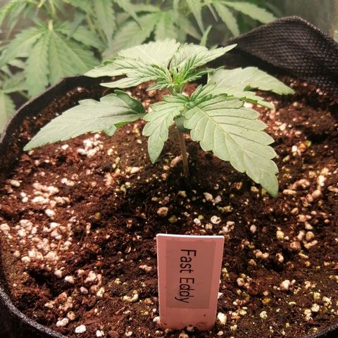 Edith growlog timeline photo