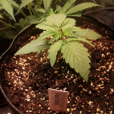 Edith growlog timeline photo