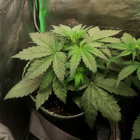 Justine growlog timeline photo
