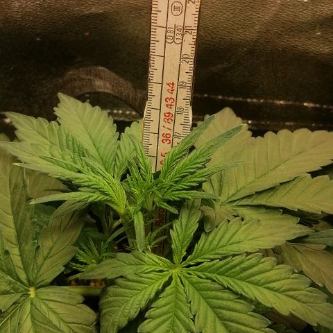 Justine growlog timeline photo