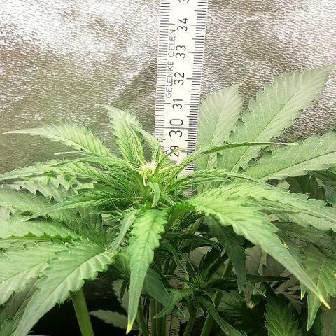 Ankhiale growlog timeline photo