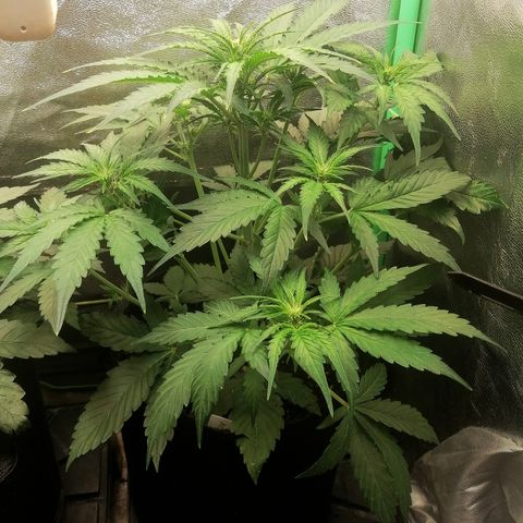 Ankhiale growlog timeline photo
