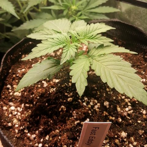 Edith growlog timeline photo