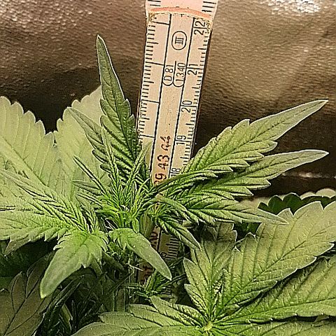 Justine growlog timeline photo