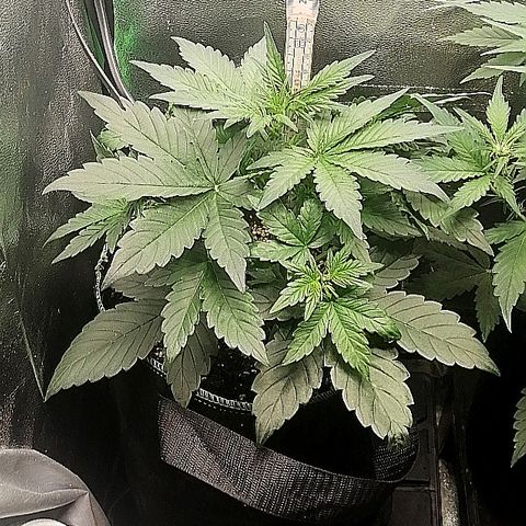 Justine growlog timeline photo