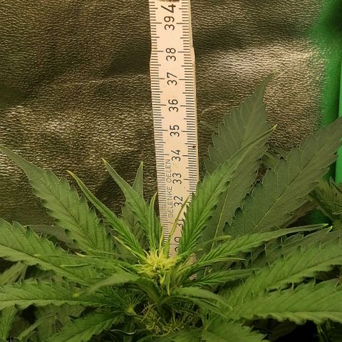 Ankhiale growlog timeline photo