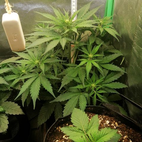 Ankhiale growlog timeline photo