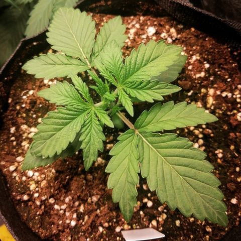 Edith growlog timeline photo