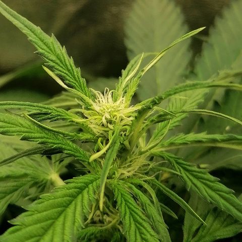 Ankhiale growlog timeline photo