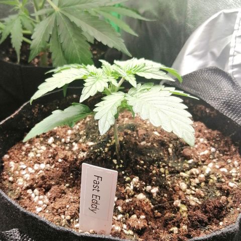 Edith growlog timeline photo