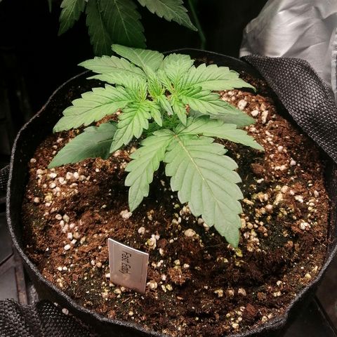 Edith growlog timeline photo