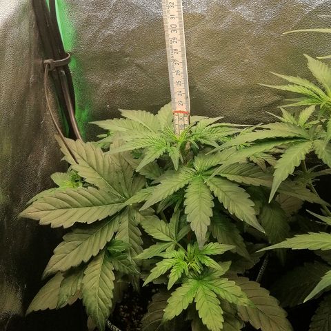Justine growlog timeline photo
