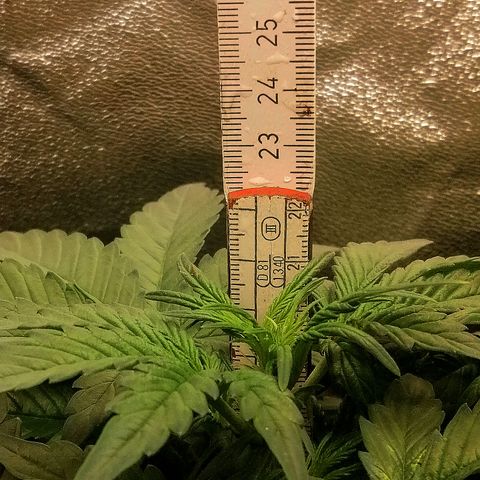Justine growlog timeline photo