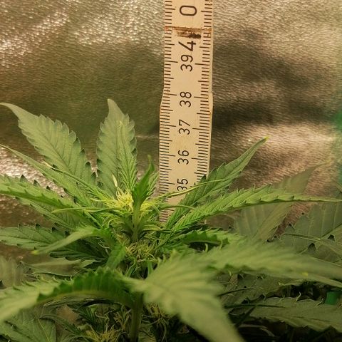 Ankhiale growlog timeline photo