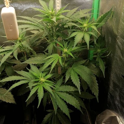 Ankhiale growlog timeline photo