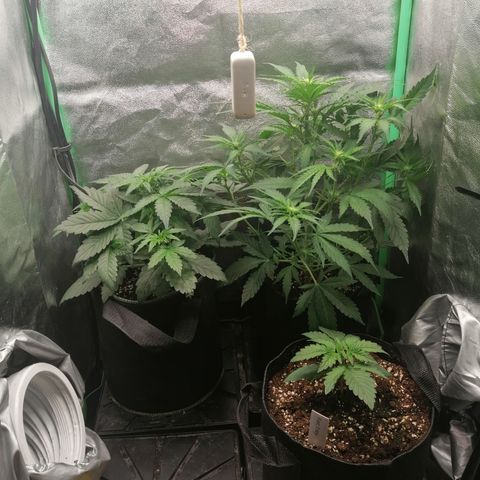 Edith growlog timeline photo