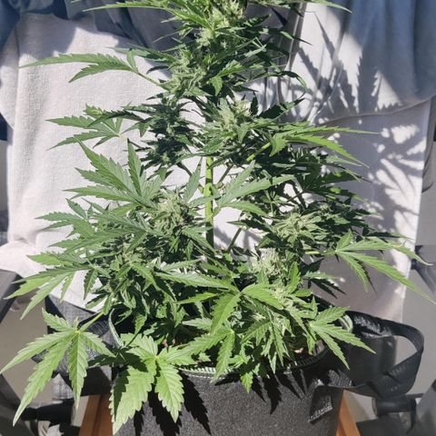 Sagata growlog timeline photo