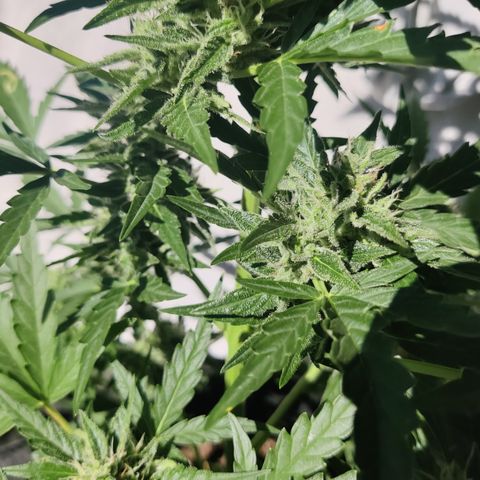 Sagata growlog timeline photo
