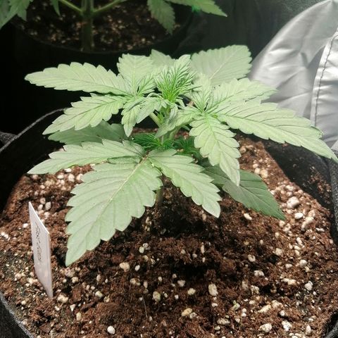 Edith growlog timeline photo