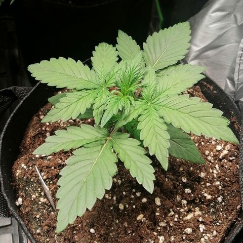Edith growlog timeline photo