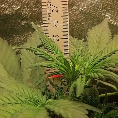 Justine growlog timeline photo