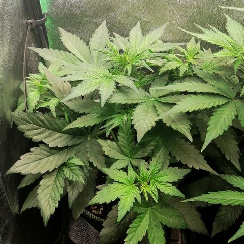 Justine growlog timeline photo