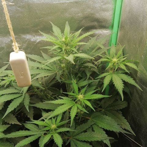 Ankhiale growlog timeline photo