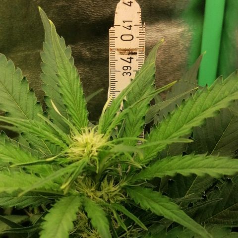 Ankhiale growlog timeline photo