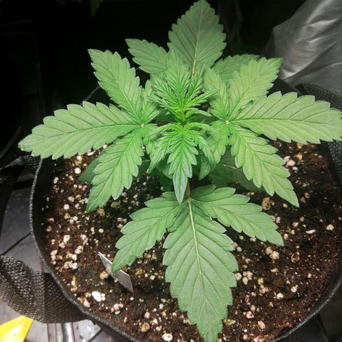 Edith growlog timeline photo