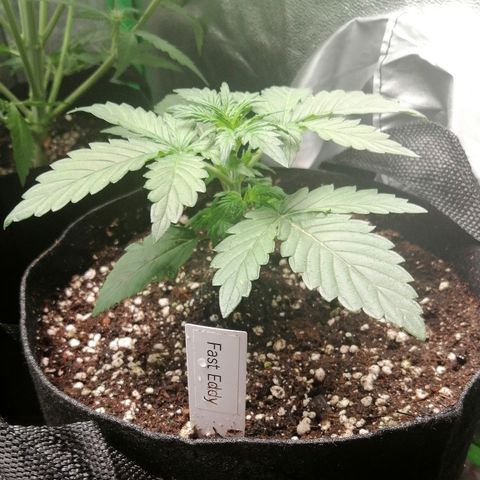 Edith growlog timeline photo