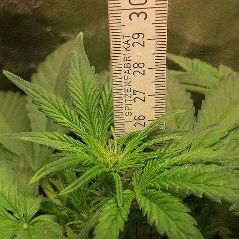 Justine growlog timeline photo