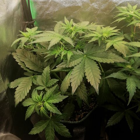 Justine growlog timeline photo