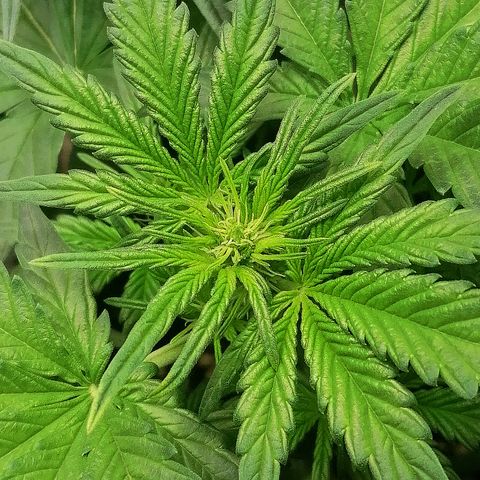 Justine growlog timeline photo