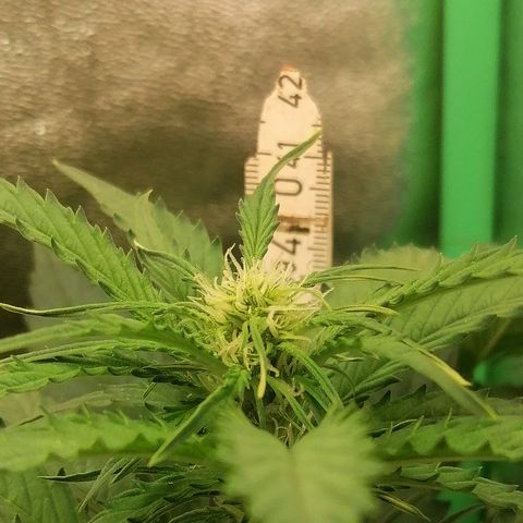 Ankhiale growlog timeline photo